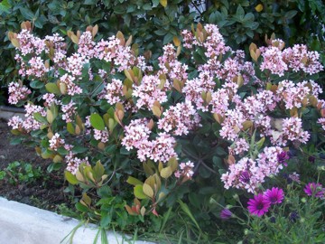 Raphiolepis umbellata (Thunb.) Makino